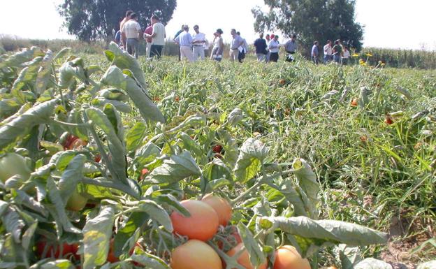 UPA-UCE prevé una pérdida del 15% en la producción de tomate por el calor