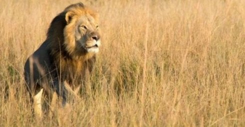 El león abatido en Zimbabue.