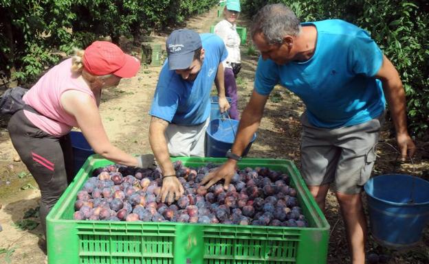 Recolección de ciruela en el campo.::