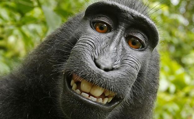 El famoso 'selfie del mono'./Wikimedia
