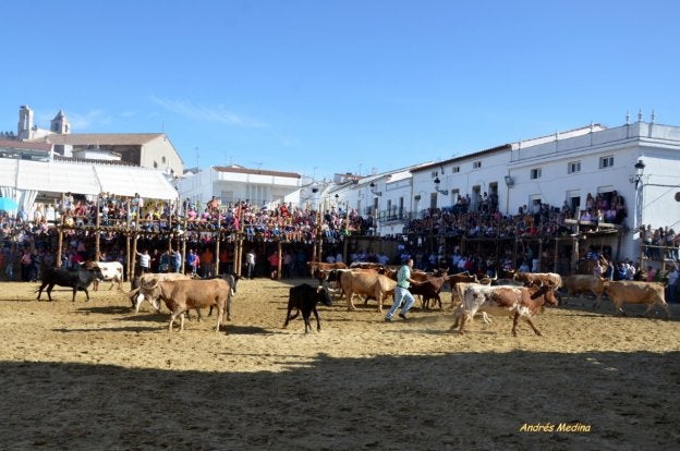 Preparando las vacas para encerrarlas en la corralá. :: a. j.