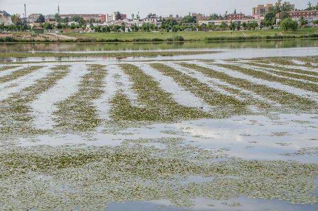 Zona del río donde se aplicó el glifosato en el mes de mayo. :: hoy/