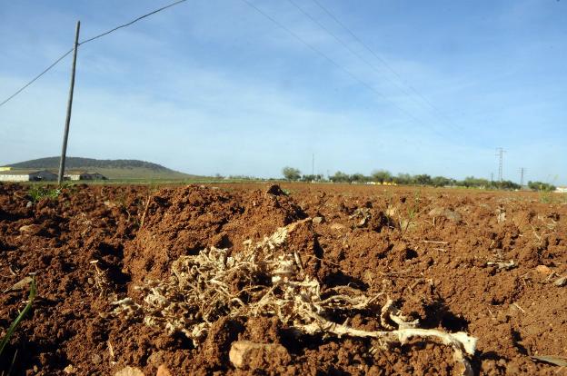 Efectos de la sequía en el campo extremeño. :: hoy/