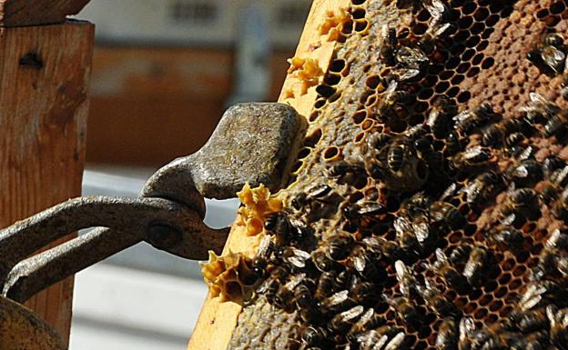 Un 2017 «calamitoso» en el campo extremeño por la sequía, resume COAG