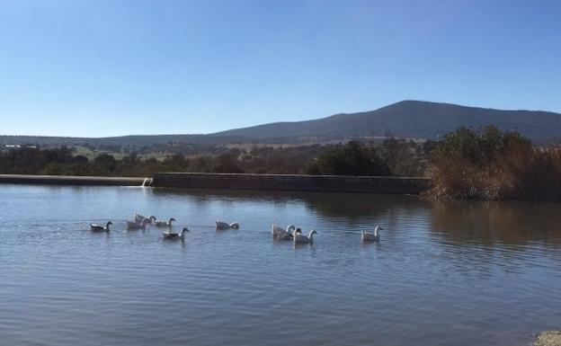 Patos sobre la charca de la finca municipal Doña Blanca. /