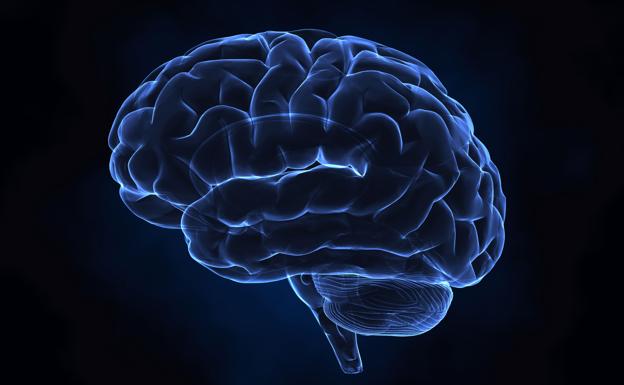 Una startup estadounidense ofrece crear una copia digital del cerebro