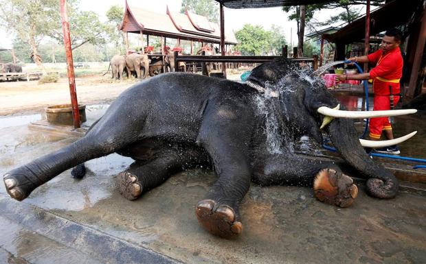 Un elefante disfruta de un baño. /Rungroj Yongrit (Efe)