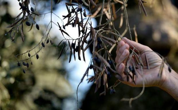 Olivo atacado por la Xylella fastidiosa:: HOY/