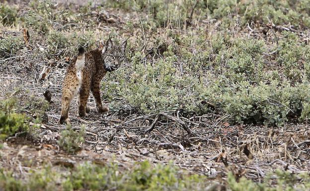 Hallado muerto un ejemplar de lince ibérico en Valencia de las Torres
