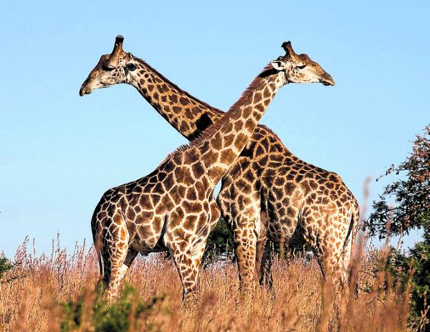 Sexualidad natural | Hoy