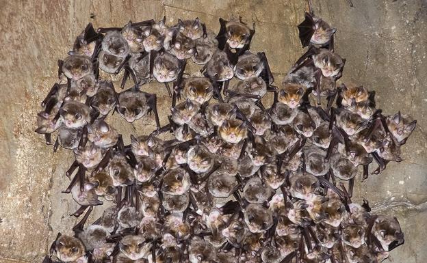 Agrupación de murciélagos en uno de los refugios que requieren restauración.