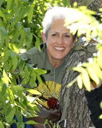 La cantante Joan Baez «se muda» a un árbol de Los Angeles /