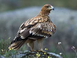 Ejemplar de águila imperial/