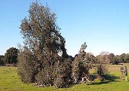 Adiós al viejo alcornoque de La Herguijuela