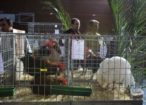Como en cualquier concurso de belleza, los participantes deben estar cuidados y sus plumas deben estar enteras y brillantes. / EMILIO PIÑERO/