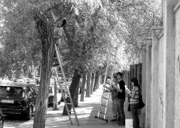 Una ingeniera prepara el recipiente con insectos antes de colgarlo en el árbol enfermo. /LORENZO C./