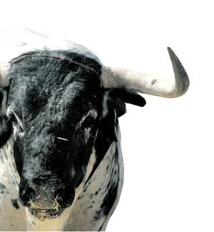 'Cotorrito', cuatreño de Cebada Gago, no se ha vendido este año. / ROMÁN RÍOS/