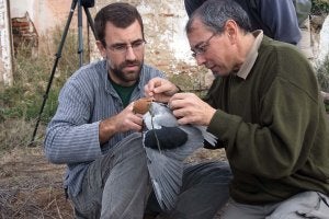 Un GPS volador sobre la dehesa