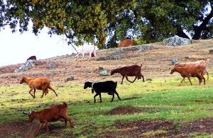 Cabras en la dehesa de Monesterio. :: R.M./