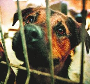 El torturador de perros