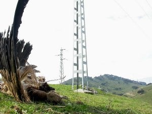 Cadáver de un buitre leonado junto a una torre del tendido eléctrico. :: CEDIDA/