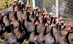 Gallinas guineanas. :: R. MOLINA/