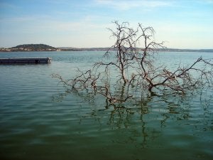 La tala de encinas sumergidas en el Alqueva extremeño empieza este mes