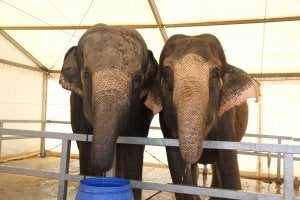 Hay cinco hembras de elefante en el circo, salen a pasear y juegan con los troncos. ::
A.M./