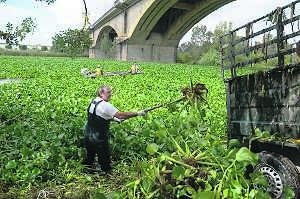 Los operarios trabajan estos días en retirar las plantas del tramo del río a su paso por Mérida. :: BRÍGIDO/