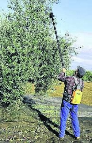 Un temporero varea un olivo en Villafranca de los Barros. :: HOY/
