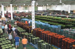 Subasta de frutas y hortalizas en Agroponiente. A la derecha, Antonio Escobar, director del grupo. ::
ABC/
