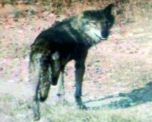 Un lobo ronda Serrejón
