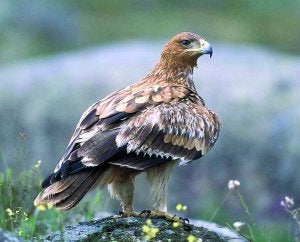 Extremadura ha censado 50 parejas de águila imperial