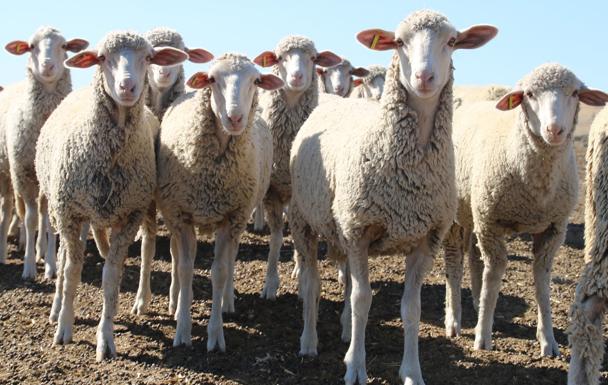 Ovejas observadoras. 