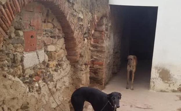 Dos de las perras robadas en la zona de Santiago. 