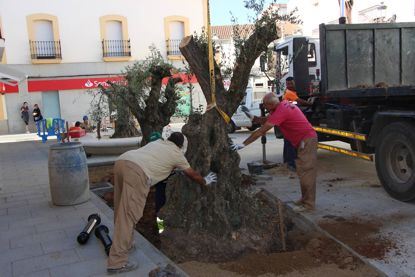 Operarios municipales ayudan a plantar un olivo centenario en calle Pajares.