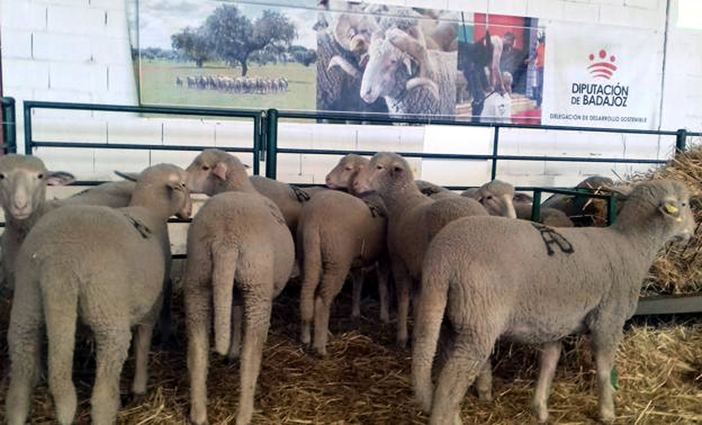 Lote de ovejas de la Diputación de Badajoz