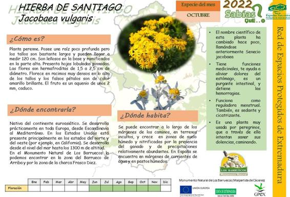 La Hierba de Santiago, un manto amarillo en Los Barruecos