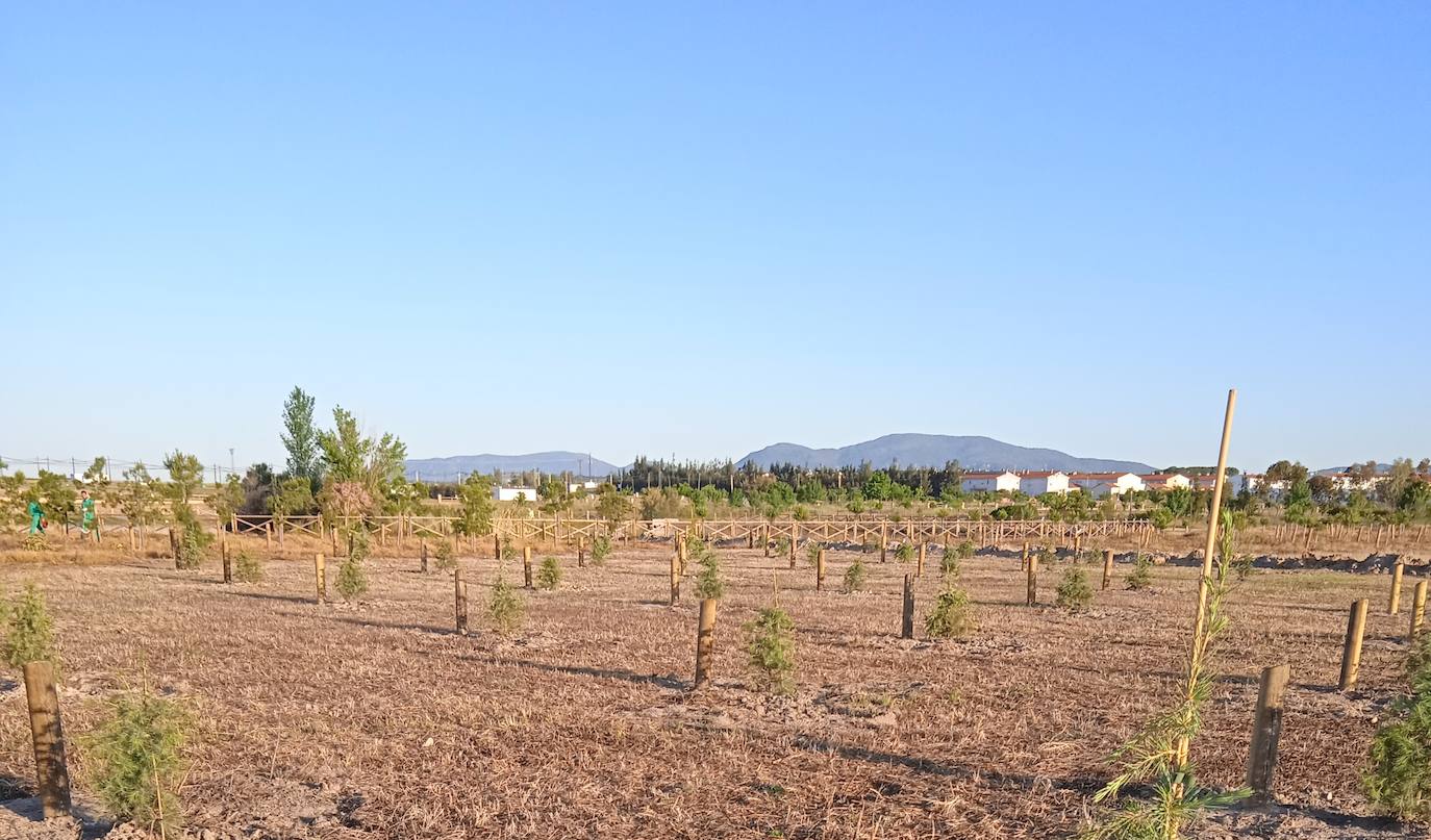 Ejemplares de 'Cedro deodara' plantados en el Parque Mediterráneo de Miajadas 