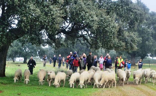 Casas de Miravete recibirá el martes un rebaño de 1400 ovejas trashumantes