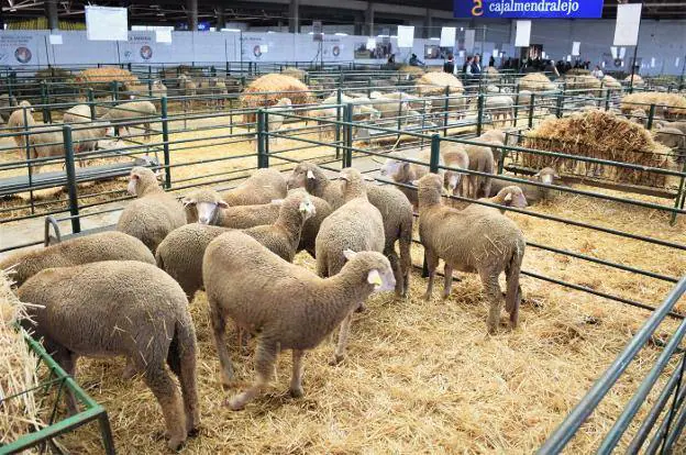 La muestra cuenta con diferentes animales de ganado ovino /JSP