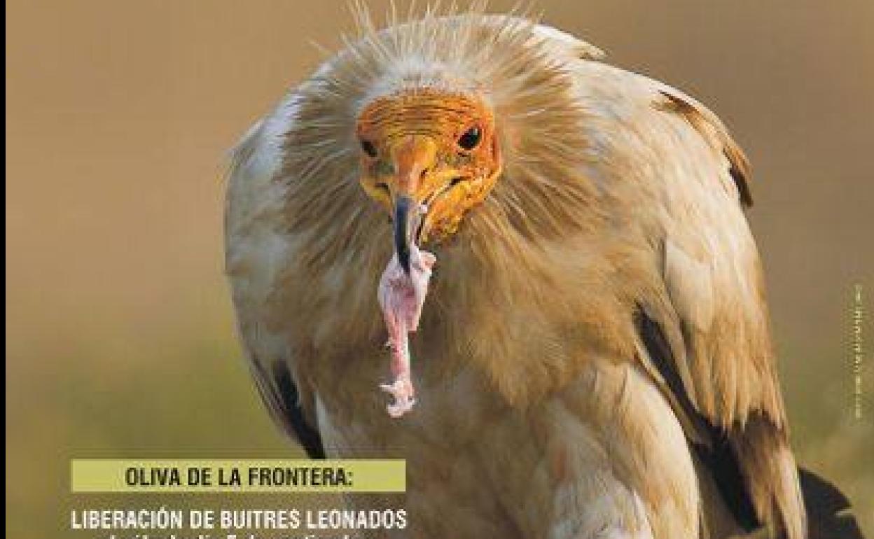 Amus Se Suma Al Dia Internacional Del Buitre Con Dos Liberaciones Una En Oliva De La Frontera Y Otra En Valencia Del Mombuey Villafranca Hoy