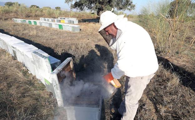 La producción de miel de primavera será la menor de los últimos 15 años