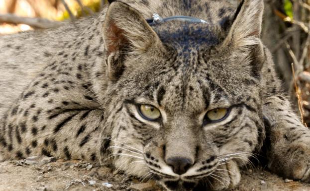 Muere Atropellado Un Lince Iberico En La A 5 Cerca De Almaraz Hoy