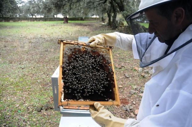 Se busca mejorar la calidad de los productos para que se posicionen mejor en los mercados. / HOY