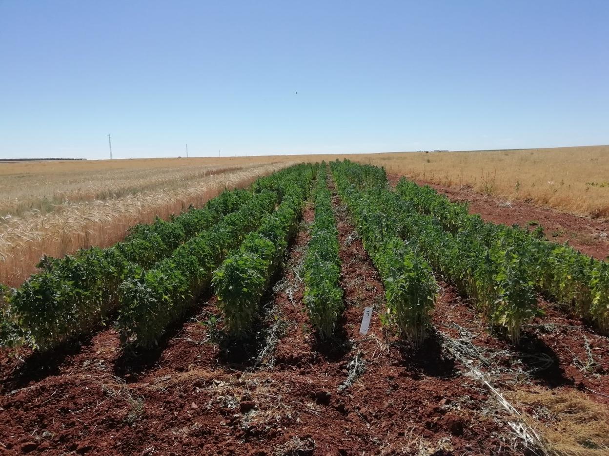 La quinoa, un cultivo rentable hasta en secano | Hoy