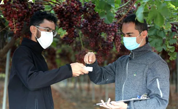 Dos técnicos de Moyca comprueban el azúcar de la uva.