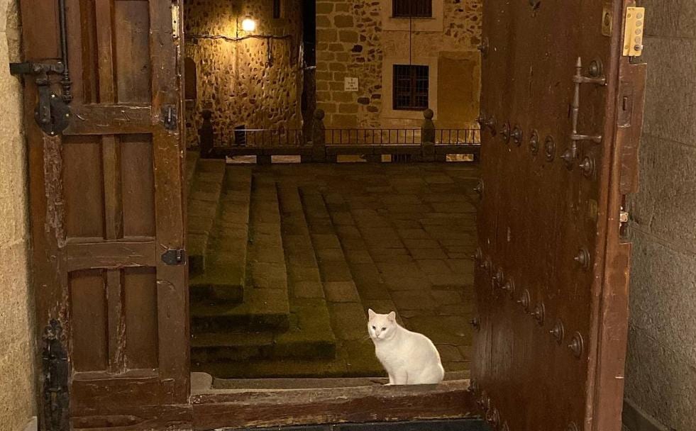 Un gato en la plaza de San Jorge de Cáceres./A. T.