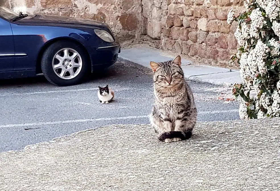 Voluntarios de la Protectora se ocupan de capturar a los gatos para su esterilización. / D. PALMA