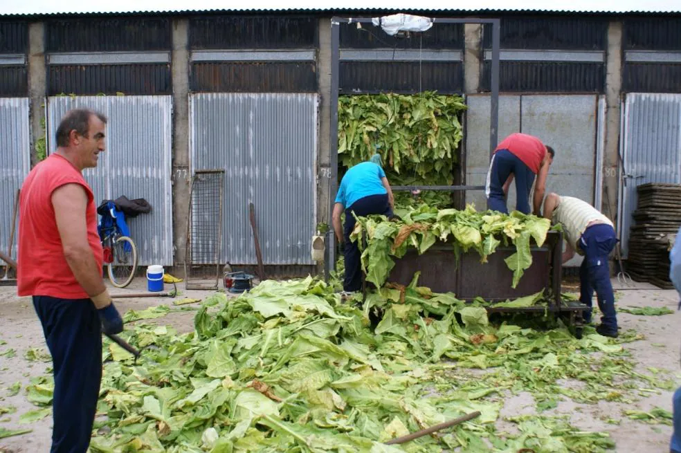 Trabajadores con tabaco en la finca Mesillas de Aldeanueva . / ELOY GARCÍA